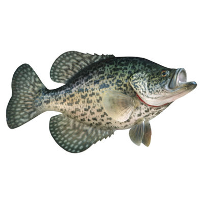 Crappie Decal