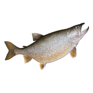 Lake Trout Decal
