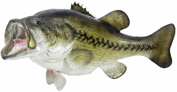 Largemouth Bass Decal