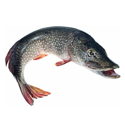 Pike Decal