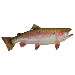 Rainbow Trout