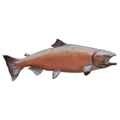 Salmon Decal