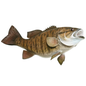 Smallmouth Bass Decal