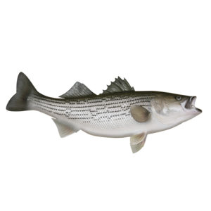 Striper Decal