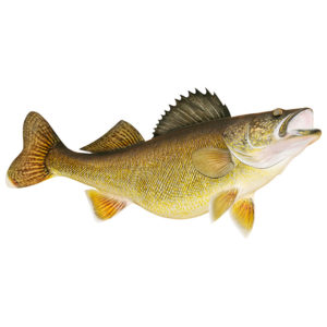 Walleye Decal