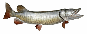 Muskie Decal